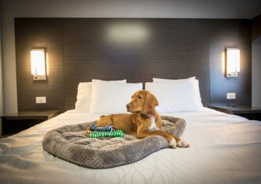 2 Queen Accessible NS, Pet-Friendly